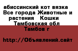 абиссинский кот вязка - Все города Животные и растения » Кошки   . Тамбовская обл.,Тамбов г.